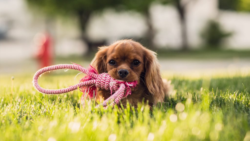 Vet Near Me 33801 Saddle Creek Veterinary Hospital Lakeland, FL